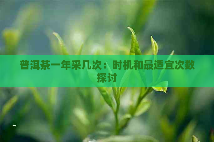 普洱茶一年采几次：时机和最适宜次数探讨