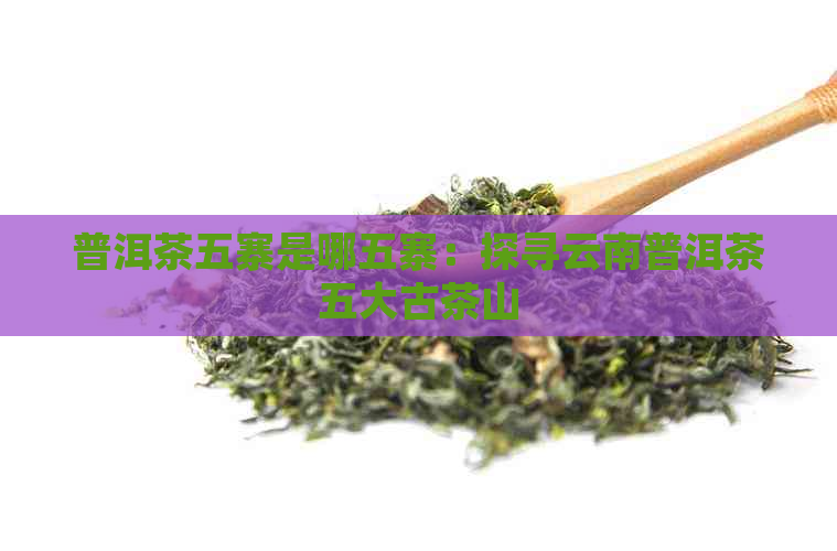 普洱茶五寨是哪五寨：探寻云南普洱茶五大古茶山