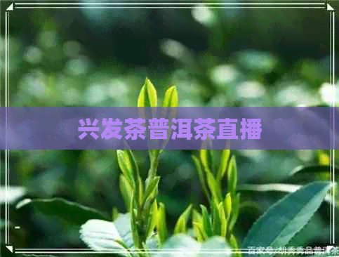 兴发茶普洱茶直播