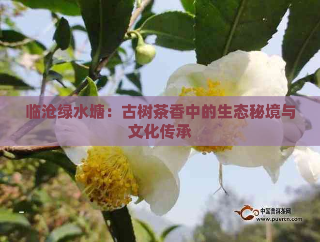 临沧绿水塘：古树茶香中的生态秘境与文化传承