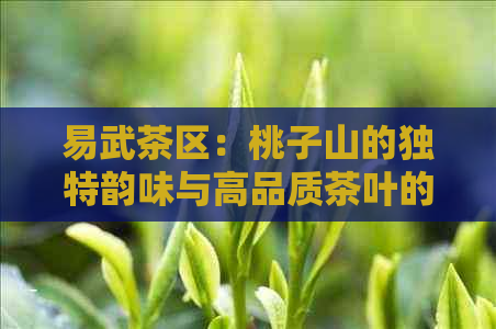 易武茶区：桃子山的独特韵味与高品质茶叶的完美结合