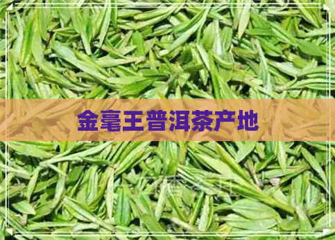 金毫王普洱茶产地