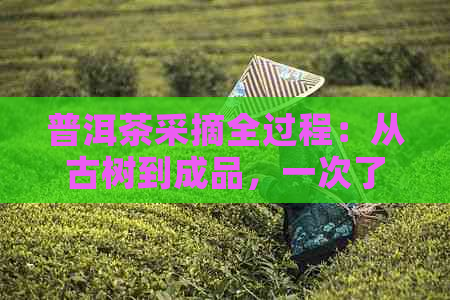 普洱茶采摘全过程：从古树到成品，一次了解所有关于大古树普洱茶的信息