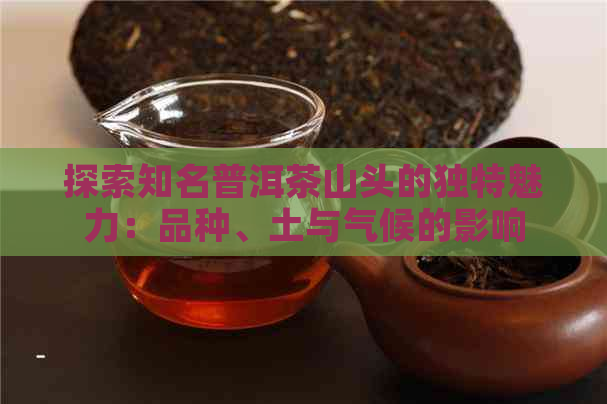 探索知名普洱茶山头的独特魅力：品种、土与气候的影响