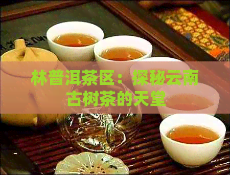 林普洱茶区：探秘云南古树茶的天堂