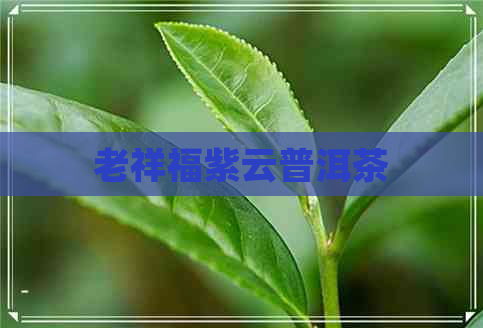 老祥福紫云普洱茶