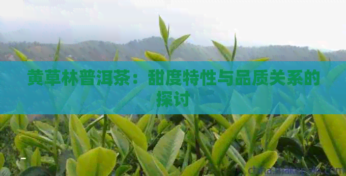 黄草林普洱茶：甜度特性与品质关系的探讨