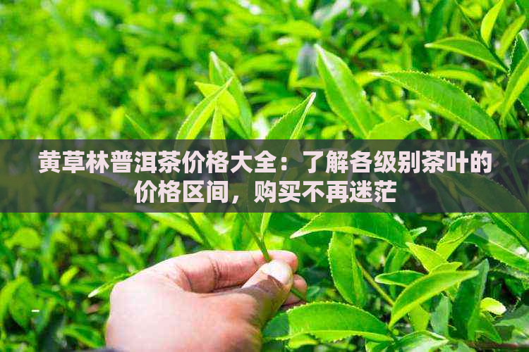 黄草林普洱茶价格大全：了解各级别茶叶的价格区间，购买不再迷茫