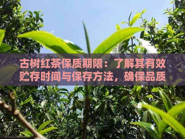 古树红茶保质期限：了解其有效贮存时间与保存方法，确保品质稳定