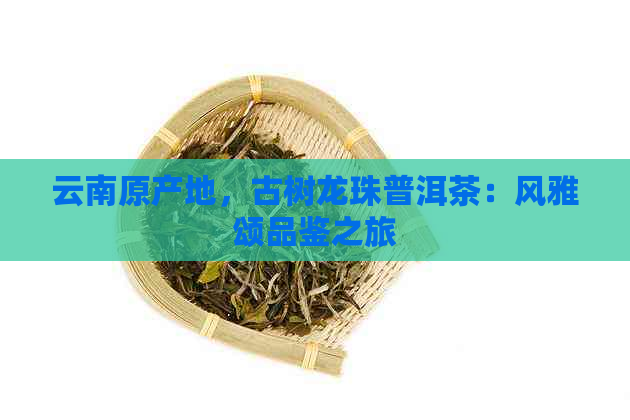 云南原产地，古树龙珠普洱茶：风雅颂品鉴之旅