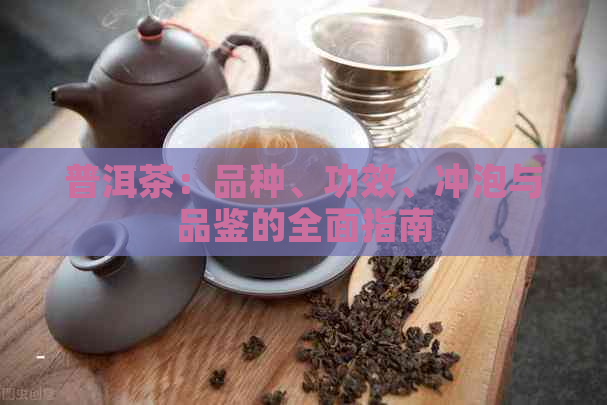 普洱茶：品种、功效、冲泡与品鉴的全面指南