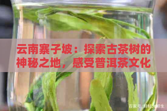 云南寨子坡：探索古茶树的神秘之地，感受普洱茶文化的独特魅力