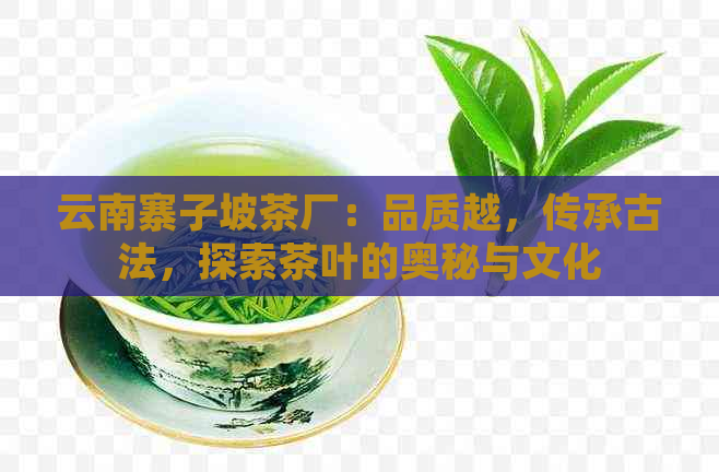 云南寨子坡茶厂：品质越，传承古法，探索茶叶的奥秘与文化