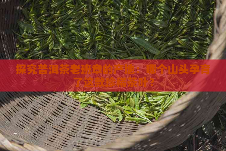 探究普洱茶老班章的产地：哪个山头孕育了这款珍稀茶叶？