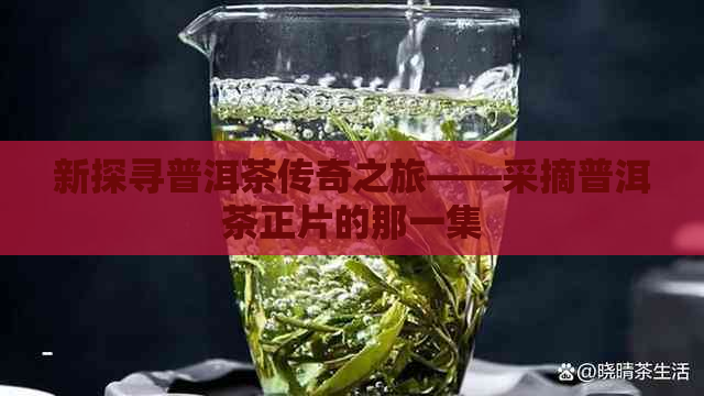 新探寻普洱茶传奇之旅——采摘普洱茶正片的那一集