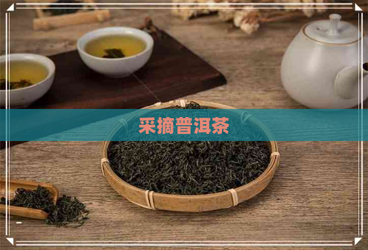 采摘普洱茶