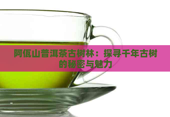 阿佤山普洱茶古树林：探寻千年古树的秘密与魅力