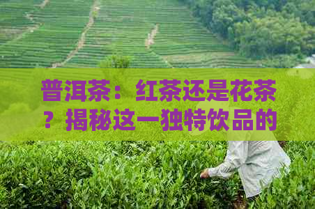 普洱茶：红茶还是花茶？揭秘这一独特饮品的分类之谜