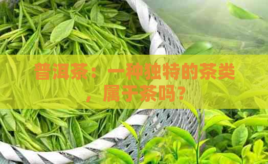 普洱茶：一种独特的茶类，属于茶吗？