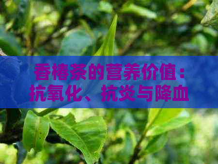 香椿茶的营养价值：抗氧化、抗炎与降血糖的功效详解