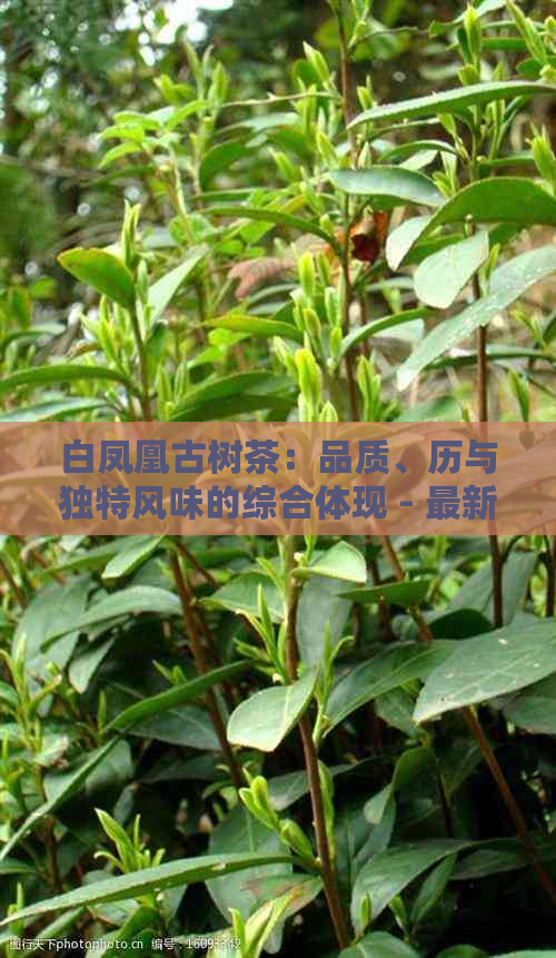 白凤凰古树茶：品质、历与独特风味的综合体现 - 最新价格分析