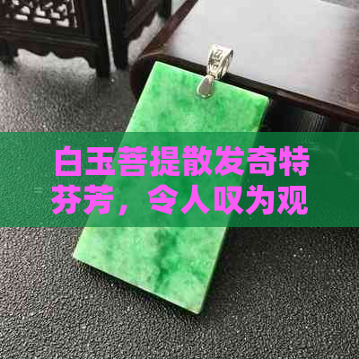 白玉菩提散发奇特芬芳，令人叹为观止