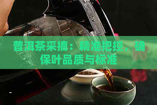 普洱茶采摘：精准把控，确保叶品质与标准