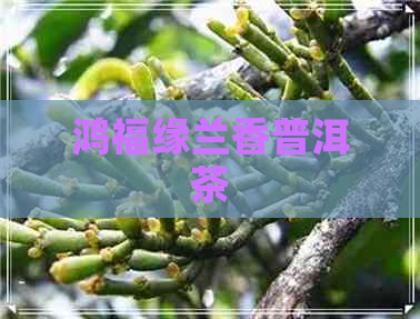 鸿福缘兰香普洱茶