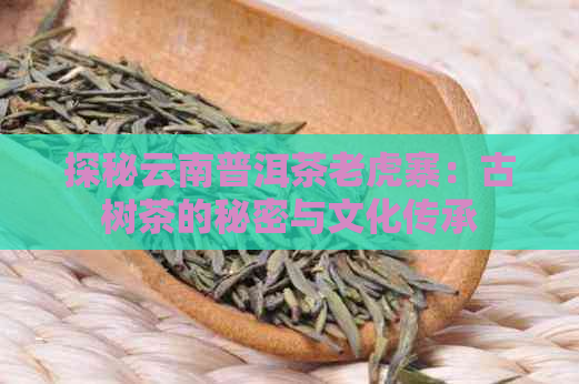 探秘云南普洱茶老虎寨：古树茶的秘密与文化传承