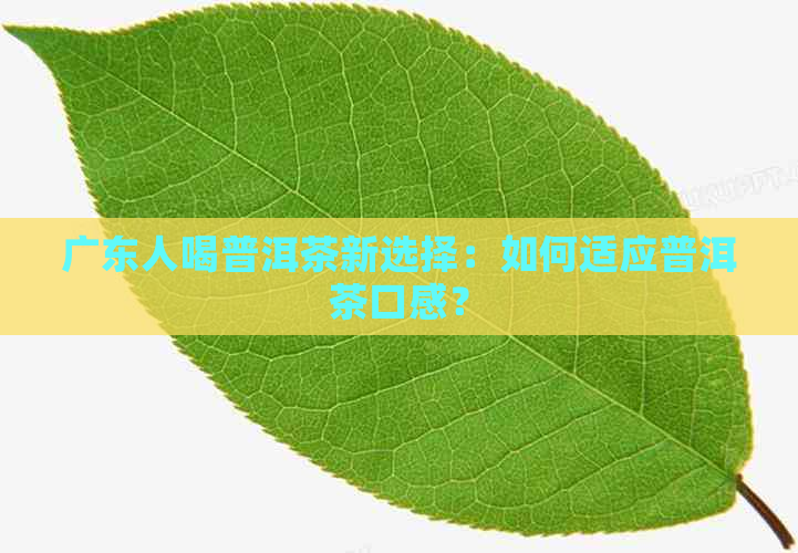 广东人喝普洱茶新选择：如何适应普洱茶口感？