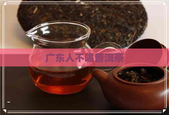 广东人不喝普洱茶