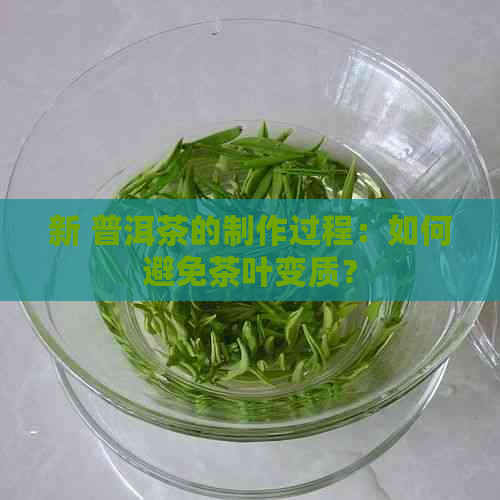 新 普洱茶的制作过程：如何避免茶叶变质？