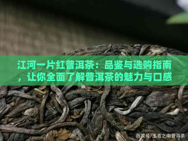 江河一片红普洱茶：品鉴与选购指南，让你全面了解普洱茶的魅力与口感