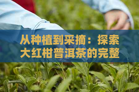 从种植到采摘：探索大红柑普洱茶的完整制作过程与独特风味