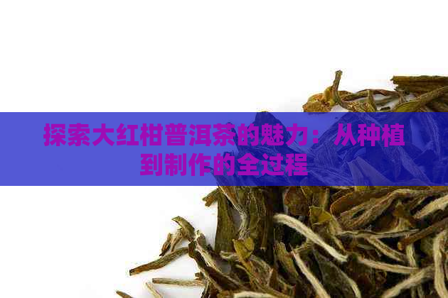 探索大红柑普洱茶的魅力：从种植到制作的全过程