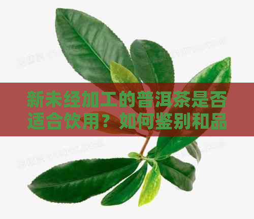 新未经加工的普洱茶是否适合饮用？如何鉴别和品鉴？