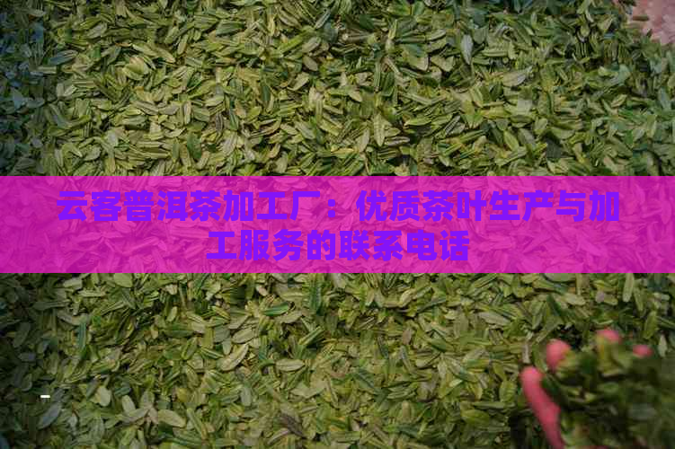 云客普洱茶加工厂：优质茶叶生产与加工服务的联系电话