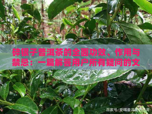 碎银子普洱茶的全面功效、作用与禁忌：一篇解答用户所有疑问的文章