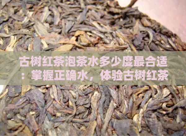 古树红茶泡茶水多少度最合适：掌握正确水，体验古树红茶的醇厚口感