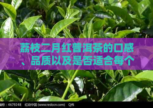 荔枝二月红普洱茶的口感、品质以及是否适合每个人的品饮：一篇全面解析