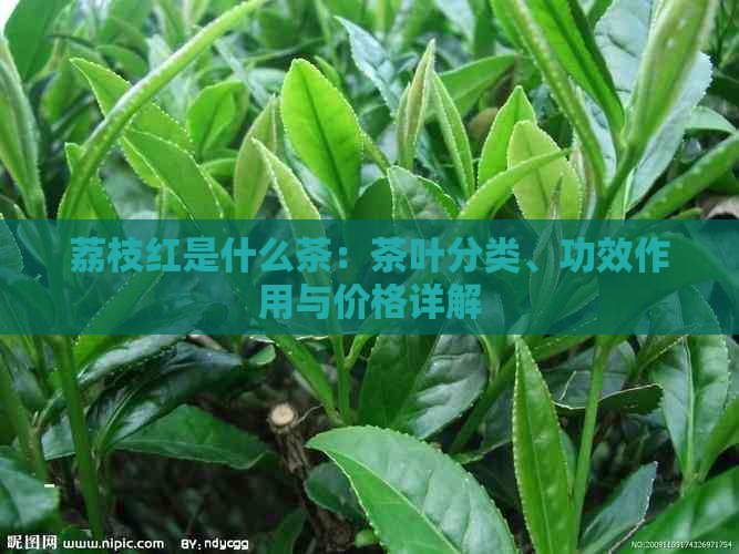 荔枝红是什么茶：茶叶分类、功效作用与价格详解