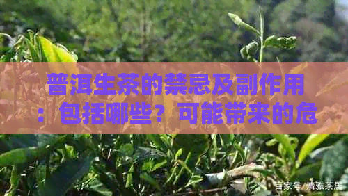 普洱生茶的禁忌及副作用：包括哪些？可能带来的危害是什么？