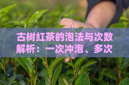 古树红茶的泡法与次数解析：一次冲泡、多次品尝的完美体验