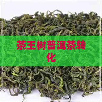 茶王树普洱茶转化