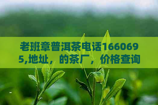 老班章普洱茶电话1660695,地址，的茶厂，价格查询表 - 老班章普洱茶