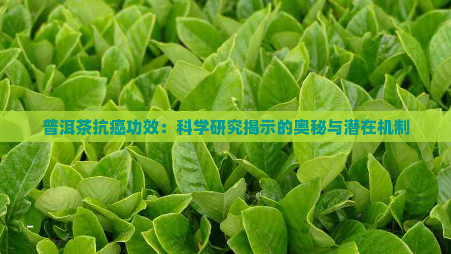 普洱茶抗癌功效：科学研究揭示的奥秘与潜在机制