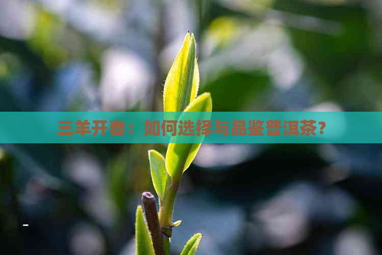 三羊开春：如何选择与品鉴普洱茶？