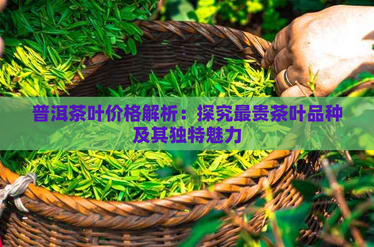 普洱茶叶价格解析：探究最贵茶叶品种及其独特魅力