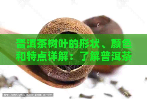 普洱茶树叶的形状、颜色和特点详解：了解普洱茶叶的关键元素