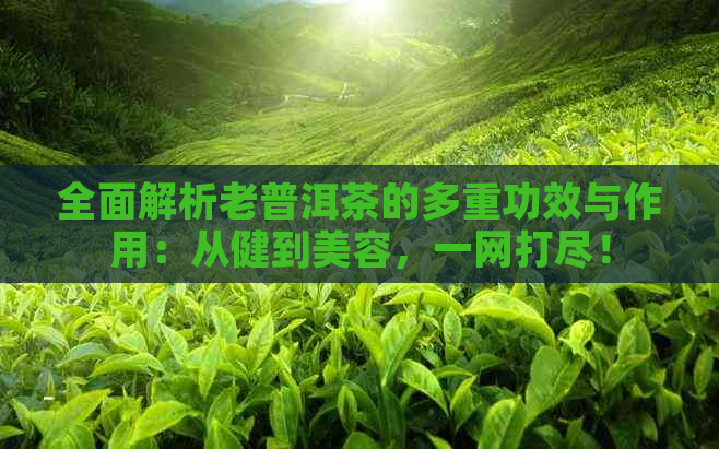 全面解析老普洱茶的多重功效与作用：从健到美容，一网打尽！